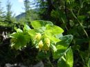 Cerinthe minor