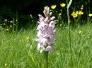 Dactylorhiza maculata