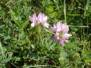 Coronilla varia