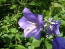 Campanula persicifolia