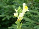 Linaria vulgaris