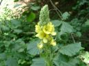 Verbascum thapsus