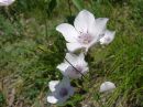 Linum tenuifolium