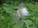 Eriophorum latifolium