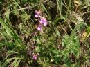 Teucrium chamaedrys