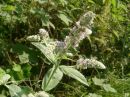 Mentha longifolium