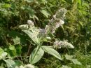 Mentha longifolium