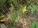 Melampyrum pratense