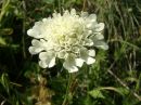 Scabiosa ochroleuca