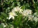 Clematis vitalba