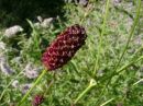 Sanguisorba officinalis