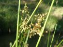 Juncus effusus