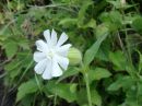 Silene alba