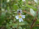 Euphrasia officinalis