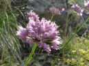 Allium montanum