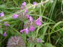 Clinopodium vulgare