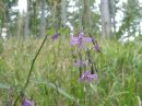 Prenanthes purpurea