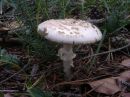 Amanita verna