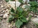 Plantago major