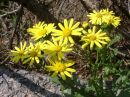 Senecio jacobaea