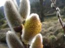 Salix caprea