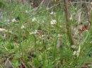 Cardamine hirsuta