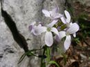 Dentaria bulbifera