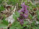 Corydalis cava