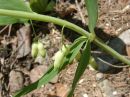 Polygonatum verticillatum