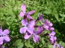 Lunaria rediviva