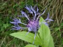 Centaurea montana