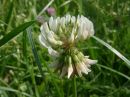 Trifolium repens