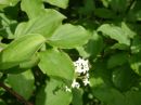 Cornus sanguinea