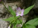 Epilobium montanum