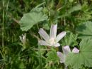 Malva neglecta