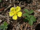 Potentilla reptans