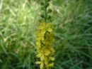 Agrimonia eupatoria