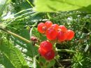 Rubus saxatilis