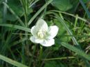 Parnassia palustris