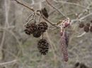 Alnus glutinosa