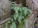 Polypodium vulgare