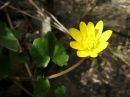 Ranunculus ficaria