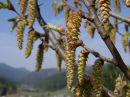 Carpinus betulus