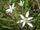 Ornithogalum umbellatum