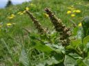 Rumex alpinus