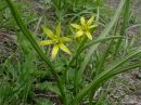 Gagea lutea