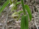 Epipactis helleborine