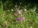 Allium carinatum