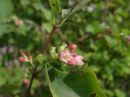 Symphoricarpos albus