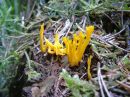 Calocera viscosa